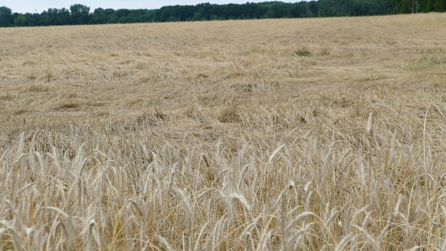 Lodged cereal rye